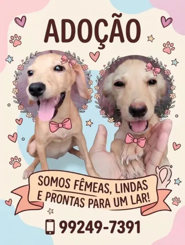 Ajude estes filhotes a encontrar um lar.