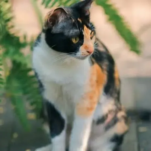 Linda Gatinha para Doação
