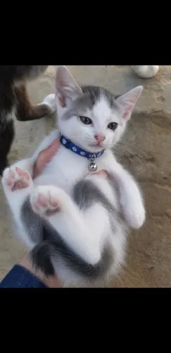 Gatinho macho