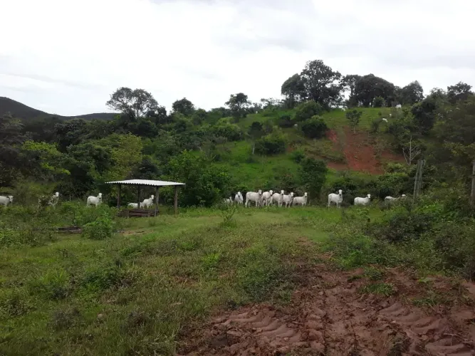 Fazenda a venda em Cocalzinho de Goiás!!!