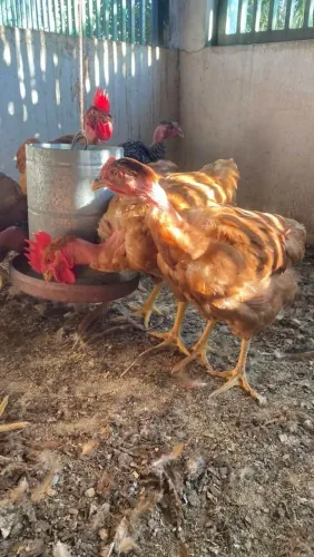 Frangos caipira