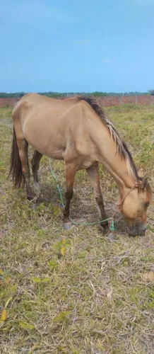 Egua pra vender