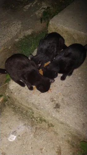 Doação de gatos em situação de rua