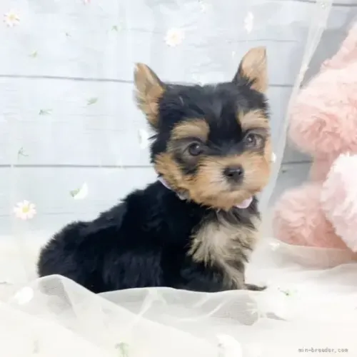 Cachorro filhote pelagem brilhante Yorkshire/York