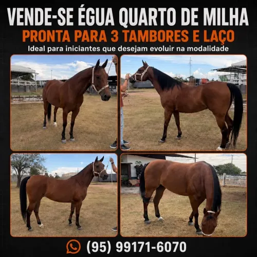 Vende-se égua Quarto de Milha