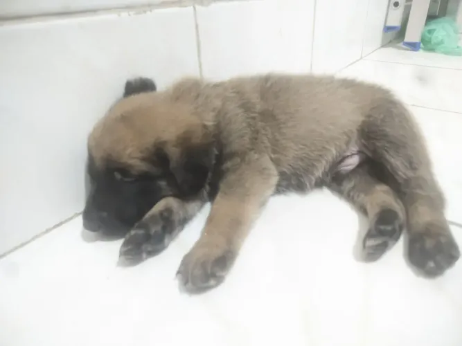 FILHOTE Pastor Belga Malinois