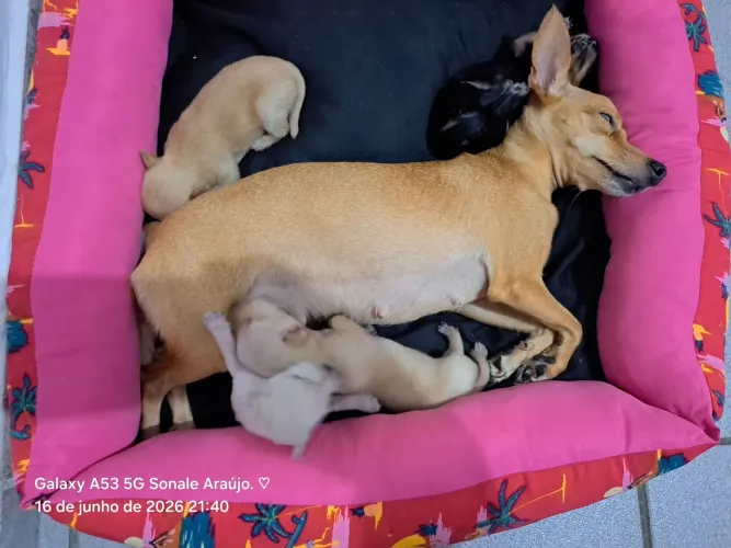 Vendo Pinscher