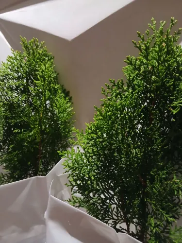 Tuia holandesa 33 a 36cm (levando a 2° unidade de qualquer especie tem desconto e brinde)