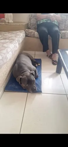 Doação consciente American Bully 