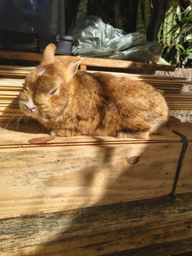 Coelhos machos netherland pet