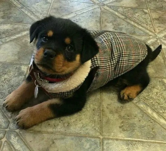 Rottweiler - Que Vai Roubar seu Coração Inteiro