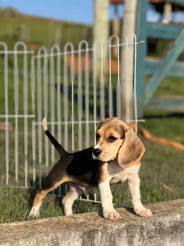 BEAGLES LINDOS