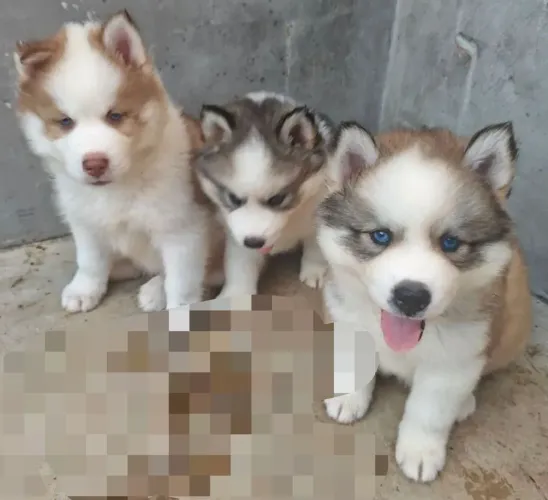 filhote husky siberiano wolly alto padrão