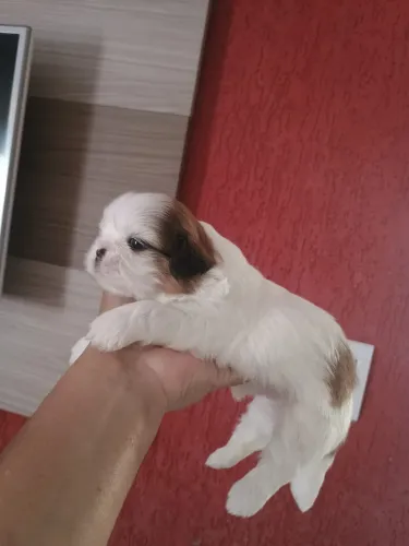 Fêmea Shihtzu branquinha