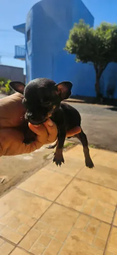 Pinscher fêmea 0