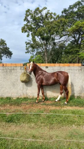 Mangalarga paulista registrado