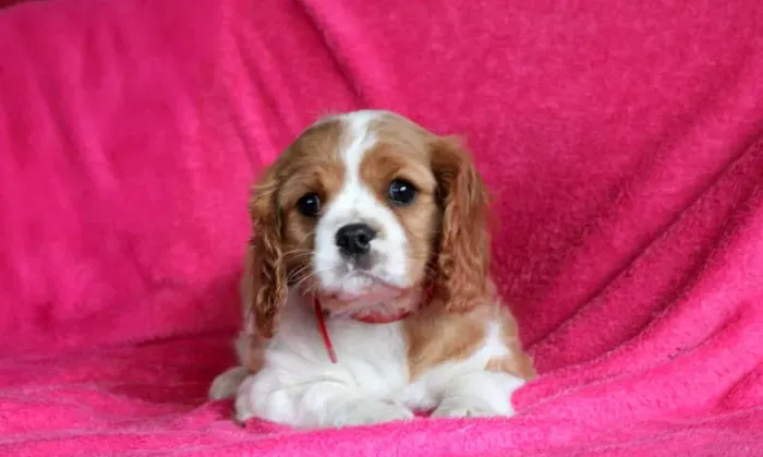 Filhotes de Cavalier King Charles com procedência