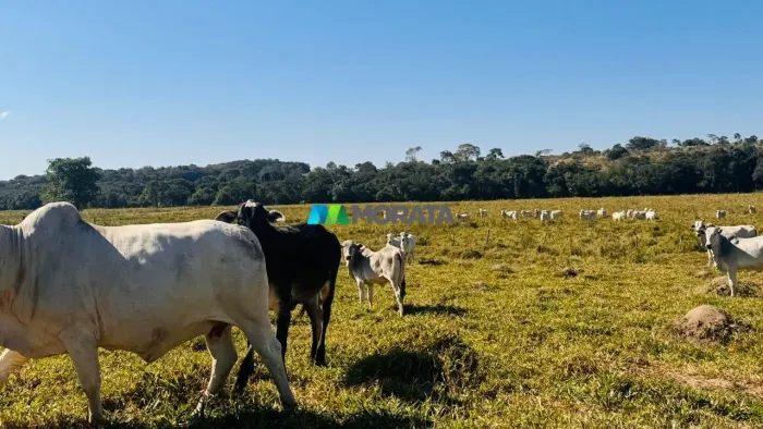 FAZENDA À VENDA - 170 HECTARES - BOM DESPACHO (MG)