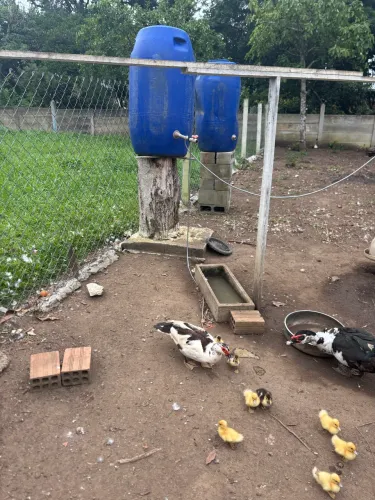 Vendo patas