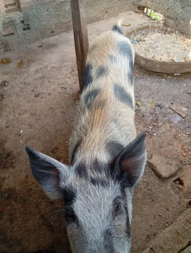 Leitoa , provavelmente  prenha