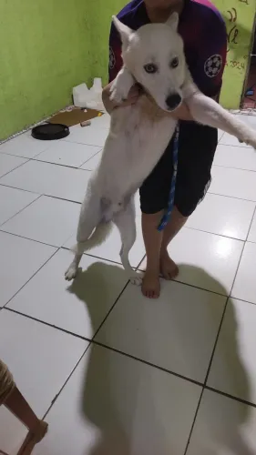 Casal de huschy siberiano 