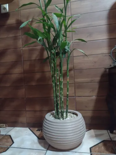 Vaso de planta com bambu da sorte, mais de 1 metro de altura aceito cartão