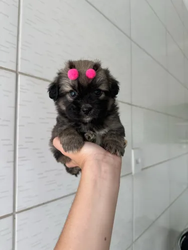 Lhasa apso fêmea linda 