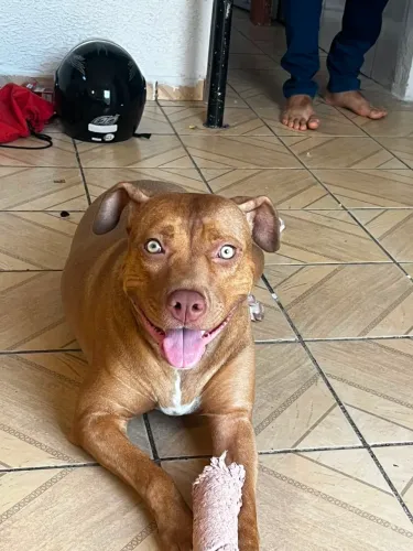 Pitbull Fêmea para doação