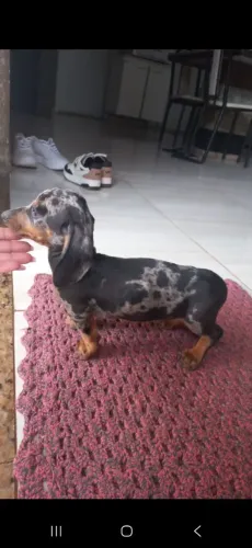 Filhote dachshund