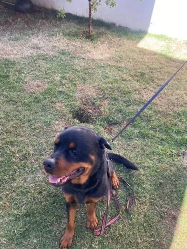 Doação responsável- Rottweiler
