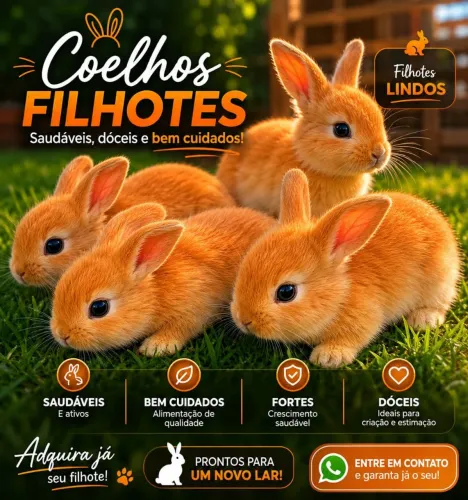 Filhotes de coelhos