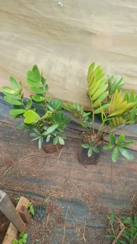 Zamia Furfurácea - Saquinho