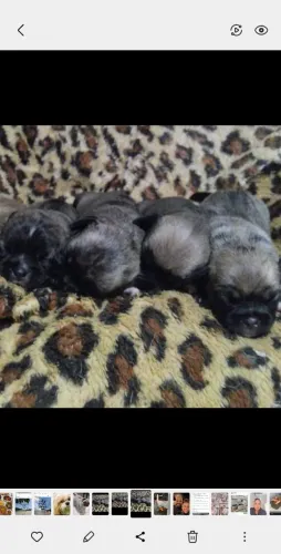 Filhotes  de pugzu shit su com pag somente macho agora