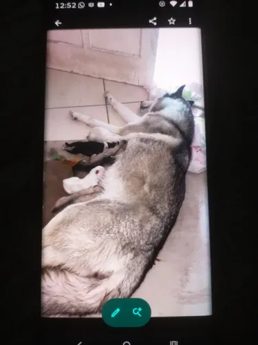 FILHOTES DE HUSKY SIBERIANO 