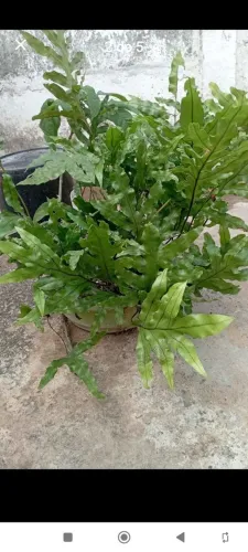 Samambaia Jamaica