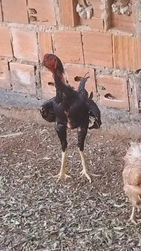 Galos índio gigante