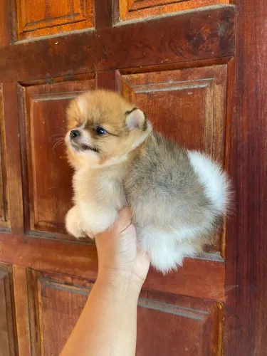 Lulu da pomerânia macho