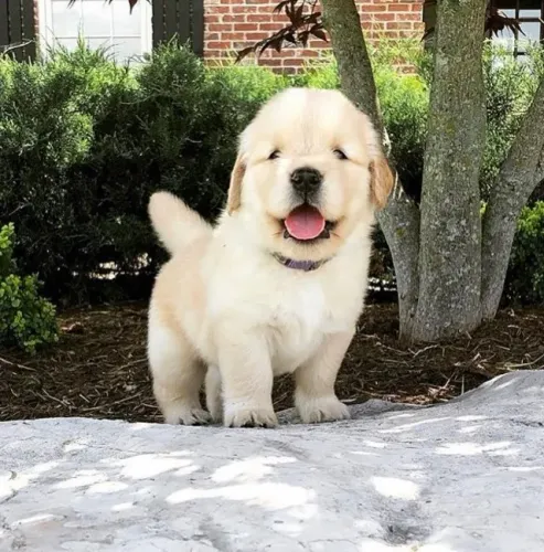 Golden Retriever Carinho que inspira confiança