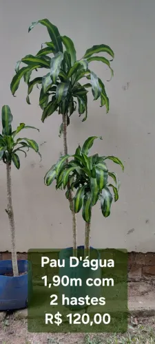 Planta Pau D'água 1,90m com 2 hastes