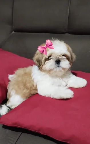 Shih Tzu - Alegre e brincalhão