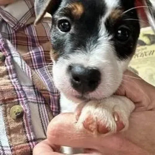 Jack Russell Terrier,Jack Russell Terrier Filhote Estrutura Perfeita Disponível