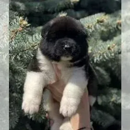 Akita Inu,Akita Inu Filhote Disponível Alta Qualidade