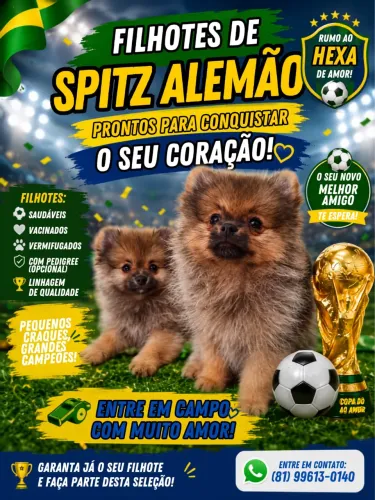 Filhotes fêmeas de Spitz Alemão