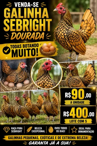 Sebright dourada