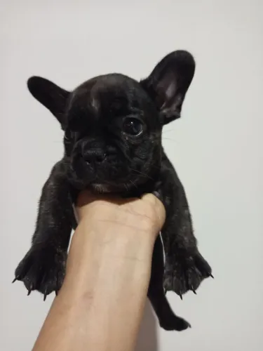 Buldogue francês 