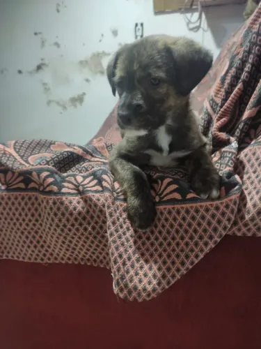 Doação Cachorrinho 2 meses