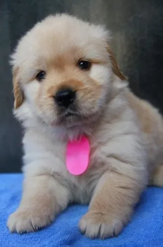 Golden Retriever Filhotes Dourados Puríssimos.