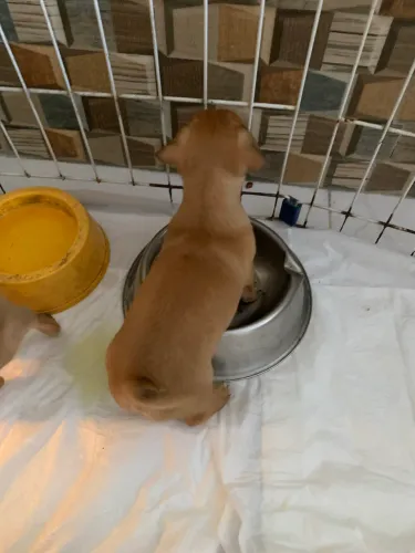 Pinscher macho ac cartão 