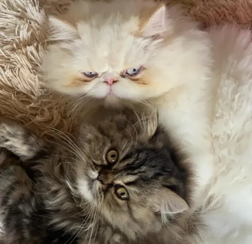 Gato vendo ou troco por algo do meu interesse 