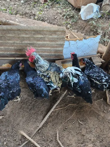 Galinhas sertanejas balão
